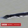 Tiga Ekor Paus Bungkuk Tersesat Masuk ke Sungai Penuh Buaya