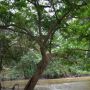 Duh! Orang Ini Diciduk Setelah Dicurigai Buat Film Porno di Hutan Keramat