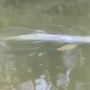 Heboh! Video Pesut Muncul di Sungai Segati Pelalawan