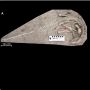 Ngeri! Ilmuwan Temukan Fosil Dinosaurus yang Dikubur Hidup-hidup