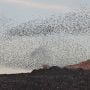 NTB Jadi Jalur Burung Migran Dunia, Seberapa Besar Jadi Peluang Ekowisata?