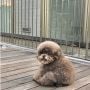 Viral Foto Anjing Pudel Mirip Ewok Star Wars, Kini Jadi Idola Baru