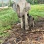 Bayi Gajah Lahir di PLG Minas Riau, Begini Kondisinya