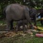 Kabar Baik, Gajah Nia Melahirkan Usai 14 Tahun Dievakuasi
