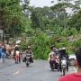 Badai Terjang Pandeglang, Pohon-pohon Tumbang, Banyak Rumah Hancur