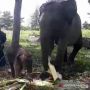 Alhamdulillah! Gajah Sumatera Korban Jerat Melahirkan di PLG Minas Riau