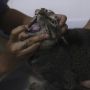 Sterilisasi Kucing dan Vaksinasi Gratis Sambut Hari Rabies Sedunia