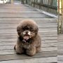 Lucunya Kelewatan, Anjing Pudel Ini Mirip Ewok Star Wars