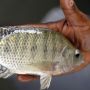 5 Keuntungan Ide Usaha Ikan Nila, Peminat Sedikit Keuntungan Besar