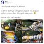 Bikin Nyesek! Puluhan Ikan Koi Mati Gegara Pemilik Lupa Nyalakan Pompa Air