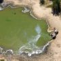 Terungkap! Ini Penyebab Kematian Misterius Ratusan Gajah di Botswana