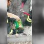 Detik-detik Damkar Evakuasi Kepala Anjing yang Tersangkut Kaleng