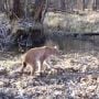 Lokasi Insiden Chernobyl Jadi Zona Nyaman Satwa Liar