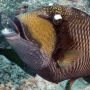 Dijuluki Titan Triggerfish, Ikan Ini Bisa Berburu hingga ke "Darat"