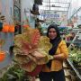 Bisnis Aglaonema di Samarinda, Kian Laris di Masa Pandemik Covid-19