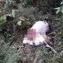 Mati Misterius, Kambing Milik Warga Diduga Dimangsa Harimau Sumatera