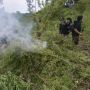 Pemusnahan 10 Hektare Ladang Ganja di Aceh Besar