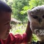 Bercanda dengan Puput,  Burung Hantu di Hutan Saketeng Sukabumi