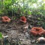 Menakjubkan! Tiga Kuntum Bunga Rafflesia Mekar Bersamaan di Bengkulu