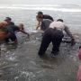 Foto Hiu Tutul Seberat 1,5 Ton Terdampar di Pantai Yeh Kuning Jembrana