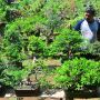 Bonsai Kimeng: Keunikan Tanaman Hias yang Dikenal Mahal