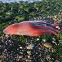 Terdampar di Pantai, Gurita Misterius Ini Memancing Perhatian Ilmuwan