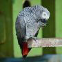 Saling Mengumpat, Lima Burung Beo di Kebun Binatang Inggris Ini Dipisahkan