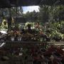 Dari Pekarangan Rumah, Penjual Tanaman Hias Ini Dapat Rp 2 Juta per Hari