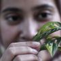 Penyebab Daun Janda Bolong Berlubang