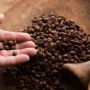 Kabar Baik, Kopi Robusta Pagaralam Terima Sertifikasi Indikasi Geografis