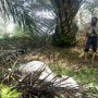 Lembu Betina Ditemukan Mati Dimangsa Harimau di Langkat