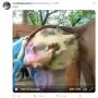 Bantu Gajah Sembelit, Pria Ini Dapat Balasan Tak Disangka