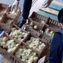 Sebanyak 23.000 Anak Ayam Terlantar di Bandara Madrid Spanyol, 6.000 Mati