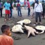 Ngenes Banget, Puluhan Penyu Dituduh Makan Rumput Laut, Warga Membantainya