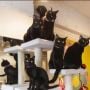Gemas Banget, Di Kafe Ini Bisa Makan dan Minum Bareng Kucing Hitam