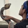 Aksi Berani Warga Garut Bermain dengan King Kobra