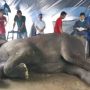 Ya Tuhan! Gajah Betina Berumur 38 Tahun Mati di Kebun Binatang Jambi