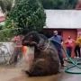 Setinggi Manusia, Tikus Got Raksasa Ditemukan di Meksiko, Ini Faktanya