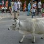 India Klaim Chip Isi Kotoran Sapi Bisa Menghalau Radiasi Ponsel