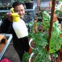 Ekspor Tanaman Hias Meningkat Saat Pandemi