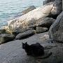 Dampak Mengerikan Covid-19, Kucing di Pulau Tropis Brasil Jadi Kanibal