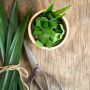 Iseng Jual Daun Pandan Rp500 di E-Commerce, Adik Wanita Ini Panik saat Dapat Pesanan