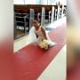 Kisah Inspiratif, Rosie Tak Punya Kaki Terseok-seok ke Altar saat Menikah