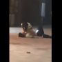 Viral Video Wanita Cium dan Pukuli Pacar Hingga Terkapar, Netizen: Ngeri