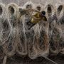 Produksi Rotan untuk Hilirisasi Industri