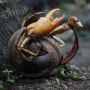 Kerajinan Tangan Unik dari Limbah Kepiting di Kutai Kartanegara
