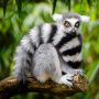 Temukan Lemur yang Dicuri, Bocah 5 Tahun Gratis Masuk Bonbin Seumur Hidup