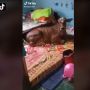 Viral Sapi Kabur Masuk Rumah Warga, Malah Asyik Rebahan di Atas Kasur
