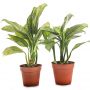 Tips Aglonema Cepat Beranak dan Bertunas Banyak