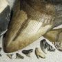 Ada yang Sebesar Telapak Tangan, Ini Harga Gigi Hiu Megalodon di Sukabumi